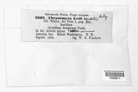 Chrysomyxa ledi image